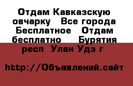 Отдам Кавказскую овчарку - Все города Бесплатное » Отдам бесплатно   . Бурятия респ.,Улан-Удэ г.